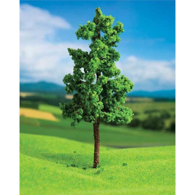 Dişbudak Ağacı 7 cm 2’li - 1