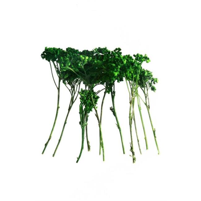 MK Model Naturel Şemsiye Ağaç 1:50 Koyu Yeşil - 1