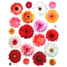 Rayher Duvar Sticker Kasımpatı 6.5+15 cm - Rayher