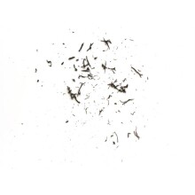 Tombow Mono Zero Basmalı Kalem Silgi 2,3 mm Siyah - TOMBO (1)